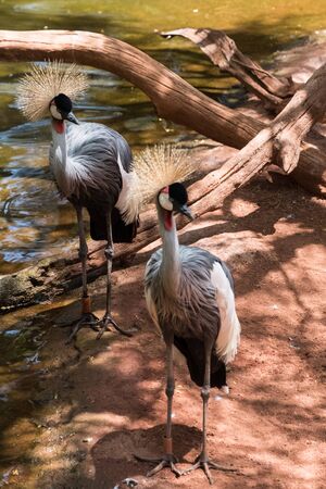 FUENGIROLA, ANDALUCIA/SPAIN - JULY 4 : Black Crowned Cranes at the Bioparc in Fuengirola Costa del Sol Spain on July 4, 2017のeditorial素材