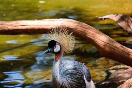 FUENGIROLA, ANDALUCIA/SPAIN - JULY 4 : Black Crowned Cranes at the Bioparc in Fuengirola Costa del Sol Spain on July 4, 2017のeditorial素材