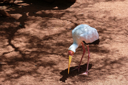 FUENGIROLA, ANDALUCIA/SPAIN - JULY 4 : Yellow-Billed Stork (Mycteria ibis) at the Bioparc in Fuengirola Costa del Sol Spain on July 4, 2017のeditorial素材