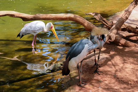 FUENGIROLA, ANDALUCIA/SPAIN - JULY 4 : Black Crowned Cranes and a Yellow-Billed Stork (Mycteria ibis) at the Bioparc in Fuengirola Costa del Sol Spain on July 4, 2017のeditorial素材