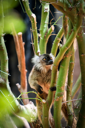FUENGIROLA, ANDALUCIA/SPAIN - JULY 4 : Female Black Lemur at the Bioparc in FuengirolaCosta del Sol Spain on July 4, 2017のeditorial素材