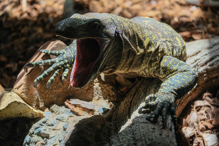 FUENGIROLA, ANDALUCIA/SPAIN - JULY 4 : Monitor Lizard at the Bioparc in Fuengirola Costa del Sol Spain on July 4, 2017のeditorial素材