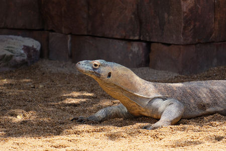 FUENGIROLA, ANDALUCIA/SPAIN - JULY 4 : Komodo Dragon (Varanus komodoensis) at the Bioparc in Fuengirola Costa del Sol Spain on July 4, 2017のeditorial素材