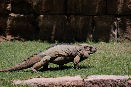 FUENGIROLA, ANDALUCIA/SPAIN - JULY 4 : Rhinoceros Iguana (Cyclura cornuta) in the Bioparc Fuengirola Costa del Sol Spain on July 4, 2017のeditorial素材