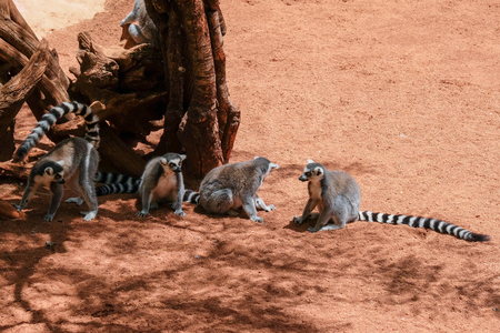 FUENGIROLA, ANDALUCIA/SPAIN - JULY 4 : Ring-tailed Lemurs (Lemur catta) at the Bioparc in Fuengirola Costa del Sol Spain on July 4, 2017のeditorial素材