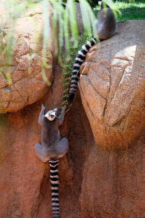FUENGIROLA, ANDALUCIA/SPAIN - JULY 4 : Ring-tailed Lemurs (Lemur catta) at the Bioparc in Fuengirola Costa del Sol Spain on July 4, 2017のeditorial素材