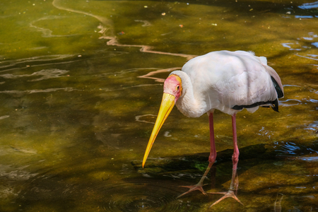 FUENGIROLA, ANDALUCIA/SPAIN - JULY 4 : Yellow-Billed Stork (Mycteria ibis) at the Bioparc in...