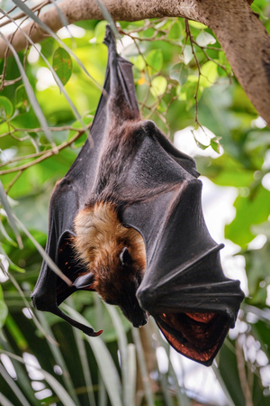 FUENGIROLA, ANDALUCIA/SPAIN - JULY 4 : Flying Fox Bat (Pteropus) at the Bioparc in Fuengirola Costa...