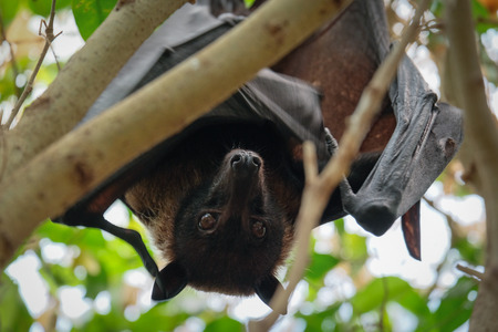 FUENGIROLA, ANDALUCIA/SPAIN - JULY 4 : Flying Fox Bat (Pteropus) at the Bioparc in Fuengirola Costa del Sol Spain on July 4, 2017の写真素材