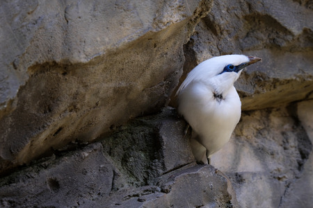 FUENGIROLA, ANDALUCIA/SPAIN - JULY 4 : Bali Starling (Leucopsar rothschildi) at the Bioparc Fuengirola Costa del Sol Spain on July 4, 2017のeditorial素材