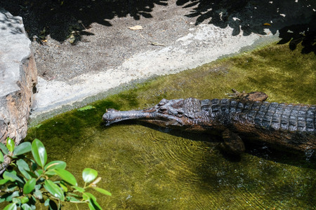 FUENGIROLA, ANDALUCIA/SPAIN - JULY 4 : Tomistoma (Tomistoma schlegelii) Resting at the Bioparc Fuengirola Costa del Sol Spain on July 4, 2017のeditorial素材