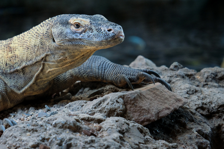 FUENGIROLA, ANDALUCIA/SPAIN - JULY 4 : Komodo Dragon (Varanus komodoensis) at the Bioparc in Fuengirola Costa del Sol Spain on July 4, 2017のeditorial素材