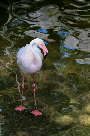 FUENGIROLA, ANDALUCIA/SPAIN - JULY 4 : Greater Flamingos (Phoenicopterus roseus) at the Bioparc Fuengirola Costa del Sol Spain on July 4, 2017のeditorial素材