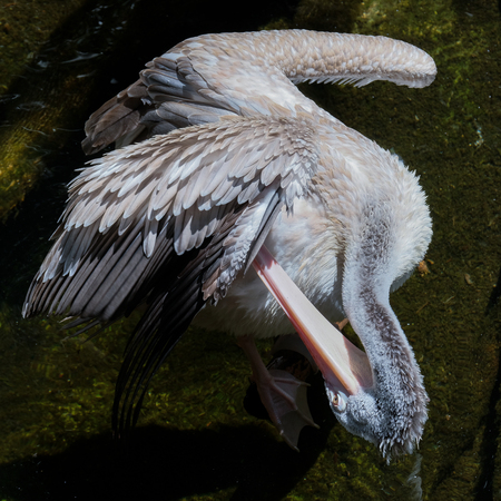 FUENGIROLA, ANDALUCIA/SPAIN - JULY 4 : Spot-Billed Pelican (Pelecanus philippensis) at the Bioparc Fuengirola Costa del Sol Spain on July 4, 2017のeditorial素材