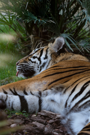FUENGIROLA, ANDALUCIA/SPAIN - JULY 4 : Siberian Tiger (Panthera tigris altaica) or Amur Tiger Costa...