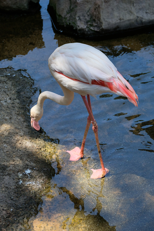 FUENGIROLA, ANDALUCIA/SPAIN - JULY 4 : Greater Flamingos (Phoenicopterus roseus) at the Bioparc Fuengirola Costa del Sol Spain on July 4, 2017のeditorial素材