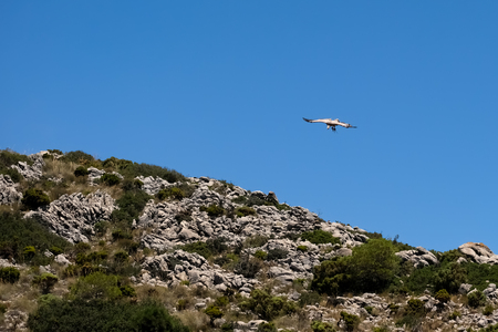 BENALMADENA, ANDALUCIA/SPAIN - JULY 7 : Juvenile Andean Condor (Vultur gryphus) at Mount Calamorrow near Benalmadena in Spain on July 7, 2017の写真素材