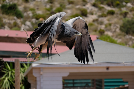 BENALMADENA, ANDALUCIA/SPAIN - JULY 7 : Chilean Blue Eagle at Mount Calamorrow near Benalmadena in Spain on July 7, 2017のeditorial素材