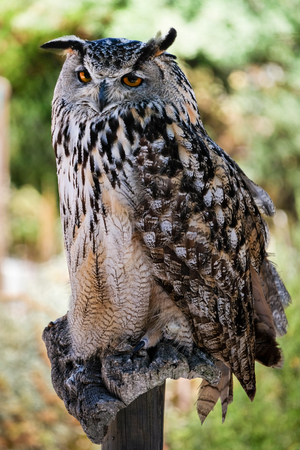 BENALMADENA, ANDALUCIA/SPAIN - JULY 7 : Eurasian Eagle-Owl (Bubo bubo) at Mount Calamorrow near Benalmadena in Spain on July 7, 2017のeditorial素材