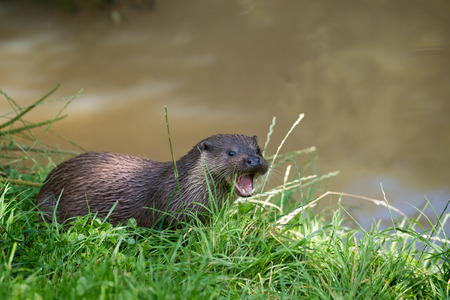 Eurasian Otter (Lutra lutra)の写真素材