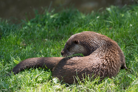 Eurasian Otter (Lutra lutra)の写真素材