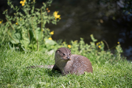 Eurasian Otter (Lutra lutra)の写真素材