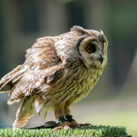 Tawny Owl (Strix aluco)の写真素材
