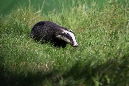 European Badger (Meles meles)の写真素材