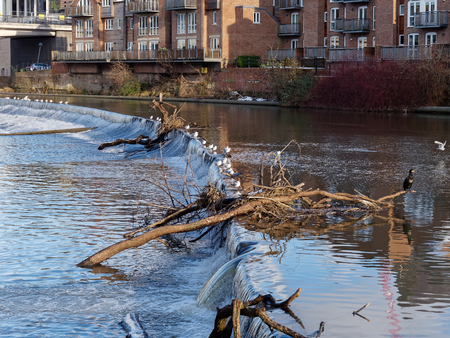 DURHAM, COUNTY DURHAM/UK - JANUARY 19 : Cormorant standing on a fallen tree stuck in the weir on the River Wear in Durham, County Durham on January 19, 2018のeditorial素材
