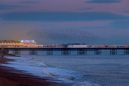 BRIGHTON, EAST SUSSEX/UK - JANUARY 26 : Starlings over the Pier in Brighton East Sussex on January 26, 2018. Unidentified peopleのeditorial素材
