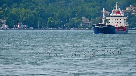 ISTANBUL, TURKEY - MAY 24 : View of a flock of Yelkouan Sherwaters flying along the Bosphorus in Istanbul Turkey on May 24, 2018のeditorial素材