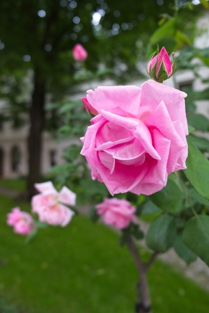 Pink Roses flowering in Istanbulの写真素材