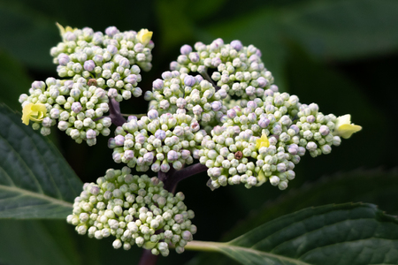 Blue Lacecap Hydrangea Budsの写真素材