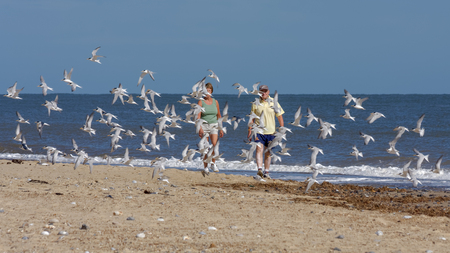 WINTERTON-ON-SEA, NORFOLK/UK - AUGUST 4 : Couple walking towards a flock of Little Terns  at Winterton-On-Sea Norfolk on August 4, 2008. Two unidentified peopleのeditorial素材