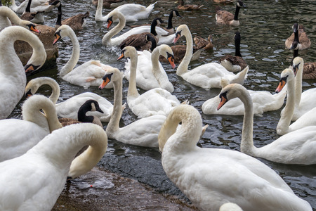 Swans and Canada Geese sharing the River Thames at Windsorの写真素材