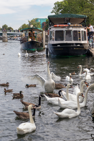 WINDSOR, MAIDENHEAD & WINDSOR/UK - JULY 22 : Boats and birds along the River Thames at Windsor, Maidenhead & Windsor on July 22, 2018. Unidentified peopleのeditorial素材