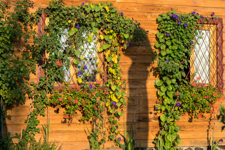 SIBIEL, TRANSYLVANIA/ROMANIA - SEPTEMBER 17 : Morning sunlight on a house in Sibiel Transylvania Romania on September 17, 2018の写真素材