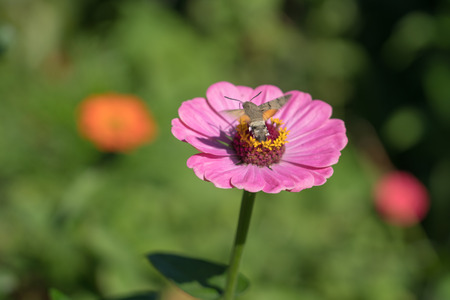 Hummingbird hawk-moth (Macroglossum stellatarum) in Romania