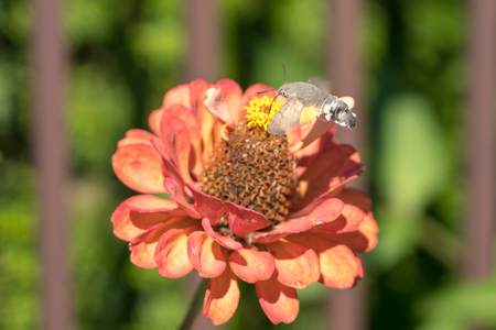 Hummingbird hawk-moth (Macroglossum stellatarum) in Romaniaの写真素材