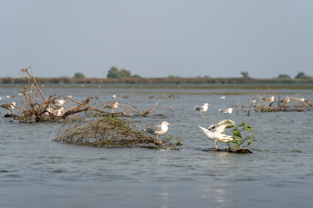 Seagulls standing on a submerged tree in the Danube Deltaのeditorial素材