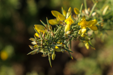 Common Gorse (Ulex europaeus)の写真素材