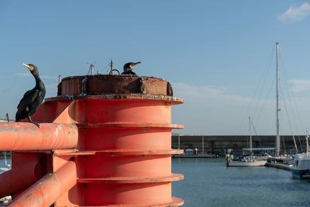 Cormorants on a red structure in Brightonのeditorial素材