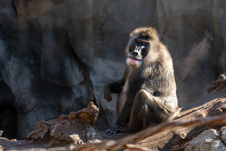 Mandrill at the Bioparc in Valencia Spain