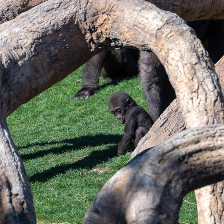 Baby Gorilla at the Bioparc in Valencia Spainの写真素材