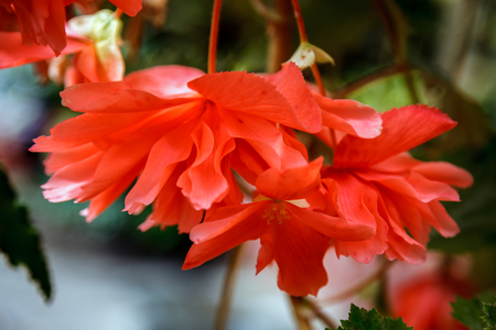 Red trailing Begonia flowers in bloom in New Zealandの写真素材