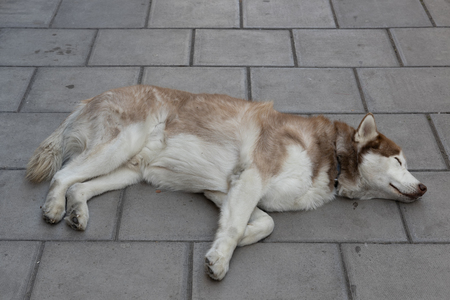 Dog asleep on the pavement outside the Grand Hotel in Bristolの写真素材