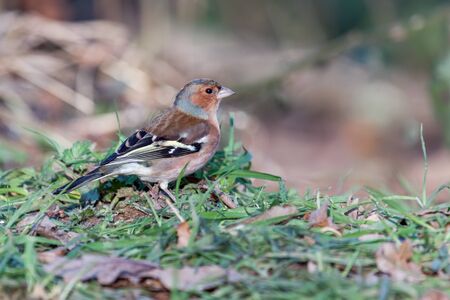 Chaffinch (fringilla coelebs) on the groundの写真素材