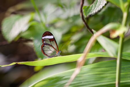 Glasswinged Butterfly (Greta oto)の写真素材