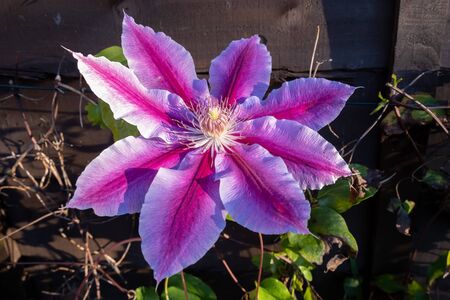 Pink Clematis in full bloom in the November sunshine