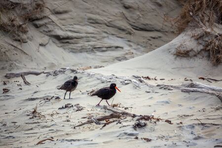 Variable Oystercatcher (Haematopus unicolor) and chick on a beach in South Island of New Zealandの写真素材